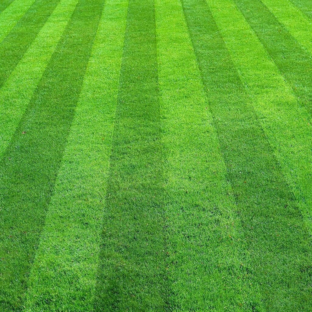 how often to cut grass