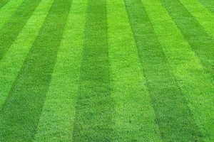 how often to cut grass