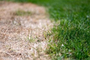 How Do You Keep Grass Alive During the Heat of Summer