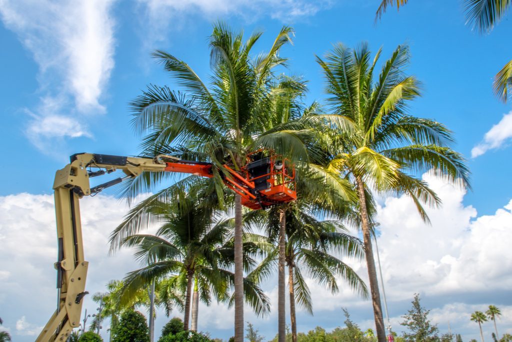 palm tree trimming